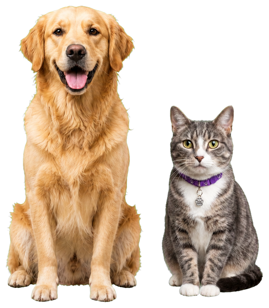 Golden retriever and tabby cat